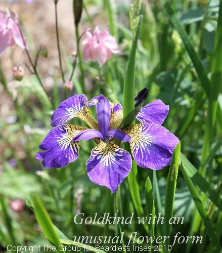 Goldkind - unusual flower